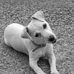 curious-little-white-dog-image