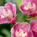 lovely-pink-tropical-flowers-image