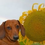 sun_dachshund-image