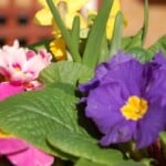 close_up_spring_flowers_image