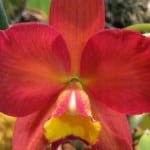 hawaiian-flowers-image