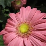 huge-pink-flower-petals-image