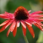 orange-pink-coneflower-image