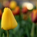 yellow-tulip-field-image