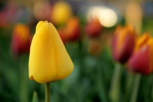 yellow-tulip-field-image