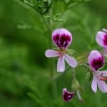 purple_pelargonium_flowers_image