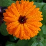 orange-daisies-on-green-image