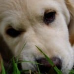 nosey-golden-retriever-image