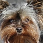 yorkie-dog-face-image