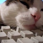 black-white-cat-sleeping-on-keyboard-image