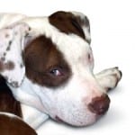 bulls-eye-white-brown-dog-image