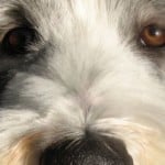 big-brown-eyed-doggie-image