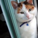 aqua-background-cat-image