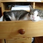kitty-in-drawer-image