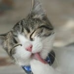 gray-and-white-cat-licking-paws-image