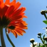 orange-flower-against-blue-sky-image