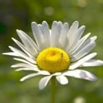 white-yellow-daisy-image