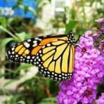 yellow-orange-butterfly-purple-flower-image