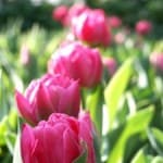 tiptoe-through-the-tulips-image
