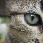 big-green-cat-eye