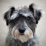 sad-schnauzer-image