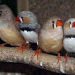 little-birds-orange-beaks-image