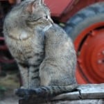 cat-in-front-tractor-image