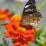 butterfly-on-orange-flower-garden-image