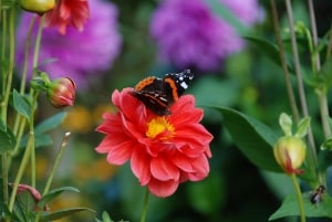 autumn_flowers_and_butterflies_image
