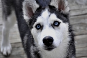 cute-husky-blue-eyed-image