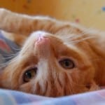 upside-down-orange-cat-image