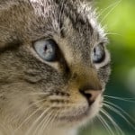 gray-cat-blue-eyes-green-background-image