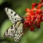 white-black-butterfly-orange-red-flower-image