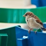 little-bird-perched-on-chair-image