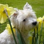 west-highland-terrier-daffodil-image