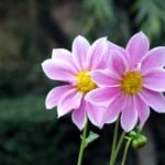 pretty-pink-flowers-yellow-center-image