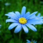 blue-cornflower-image