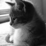 sweet-black-and-white-cat-profile-image