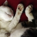 curled-up-sleepy-cat-image