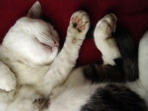 curled-up-sleepy-cat-image