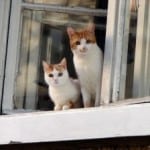 kittens-at-window-image