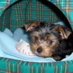 yorkie-puppy-bed-image