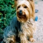 cute-terrier-on-sidewalk-image