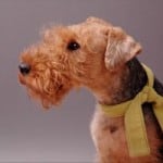 reddish-brown-welsh-terrier-yellow-scarf-image