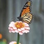 butterfly-resting-on-zinnia-image