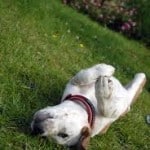 dog-rolling-in-grass-spots-image