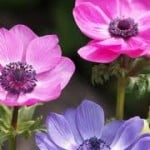 shades-purple-flowers-image