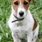 serious-jack-russell-image