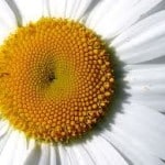 giant-daisy-image