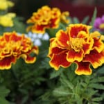 flowers-marigolds-green-orange-image